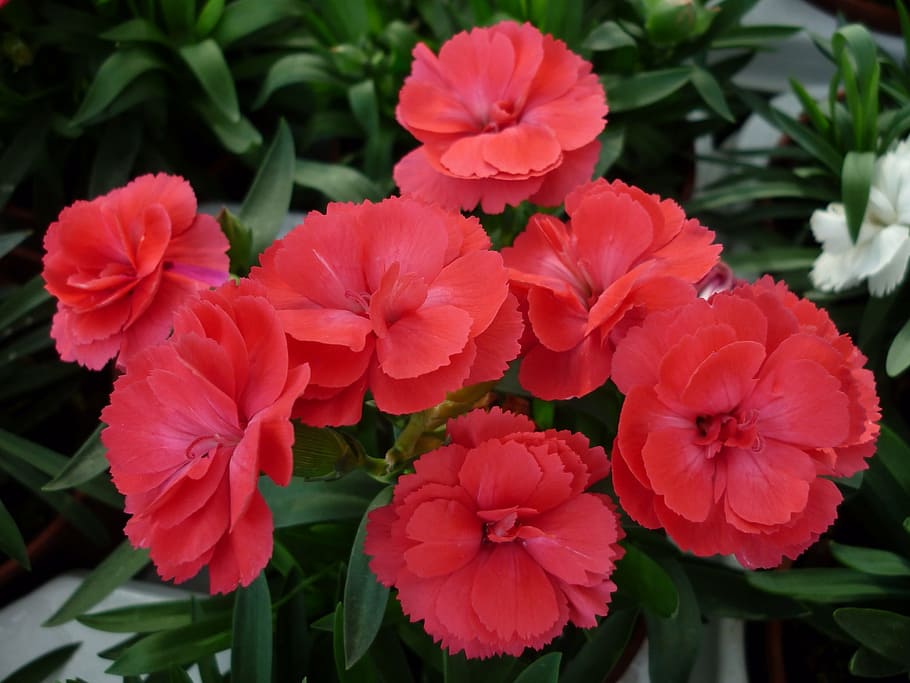 carnation, flower, red, flowers, popular, flower garden, summer HD wallpaper