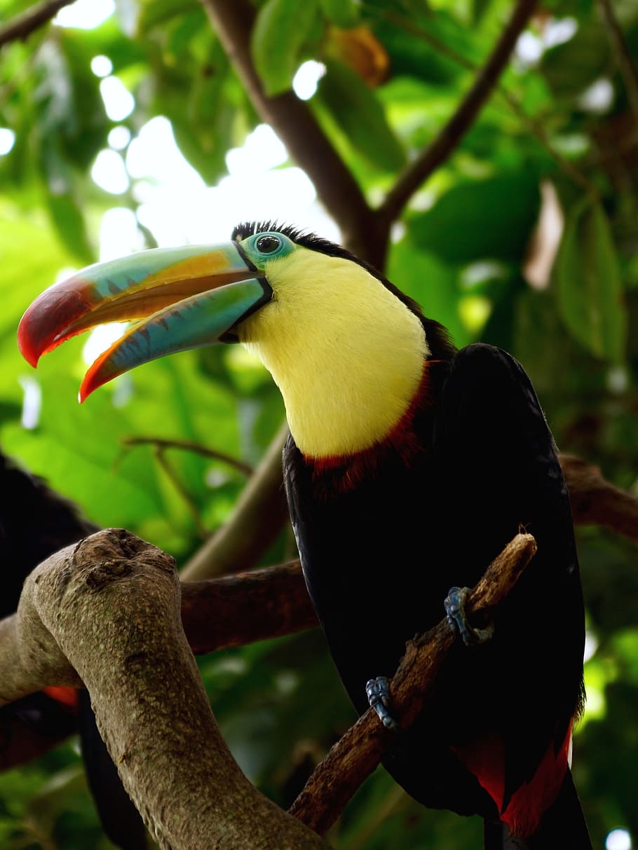 toucan on branch of tree, Bird, Tropical, tropical bird, bill, HD wallpaper
