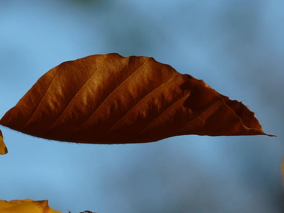 Beech, Fagus Sylvatica, deciduous tree, golden autumn, golden october HD wallpaper