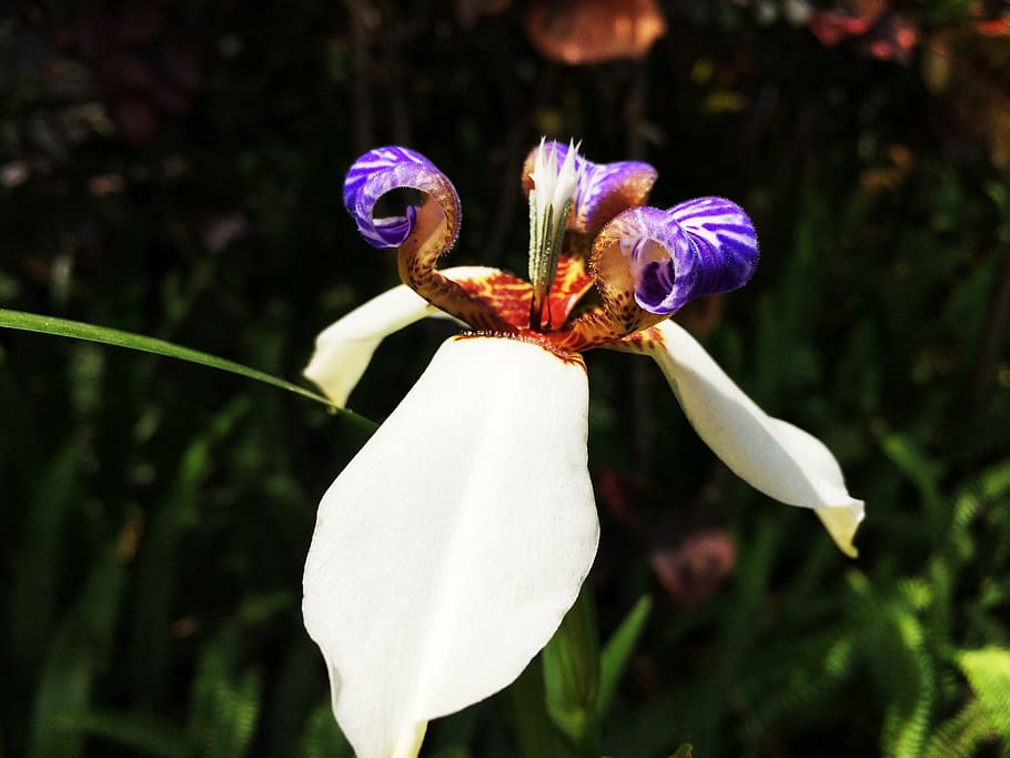spring, flowers, iris, flowering plant, petal, vulnerability HD wallpaper