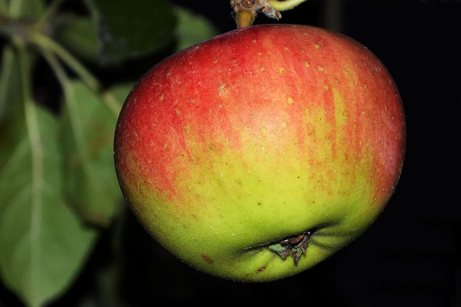 apple, apple tree, leaves, red, fruit, ripe, healthy eating HD wallpaper