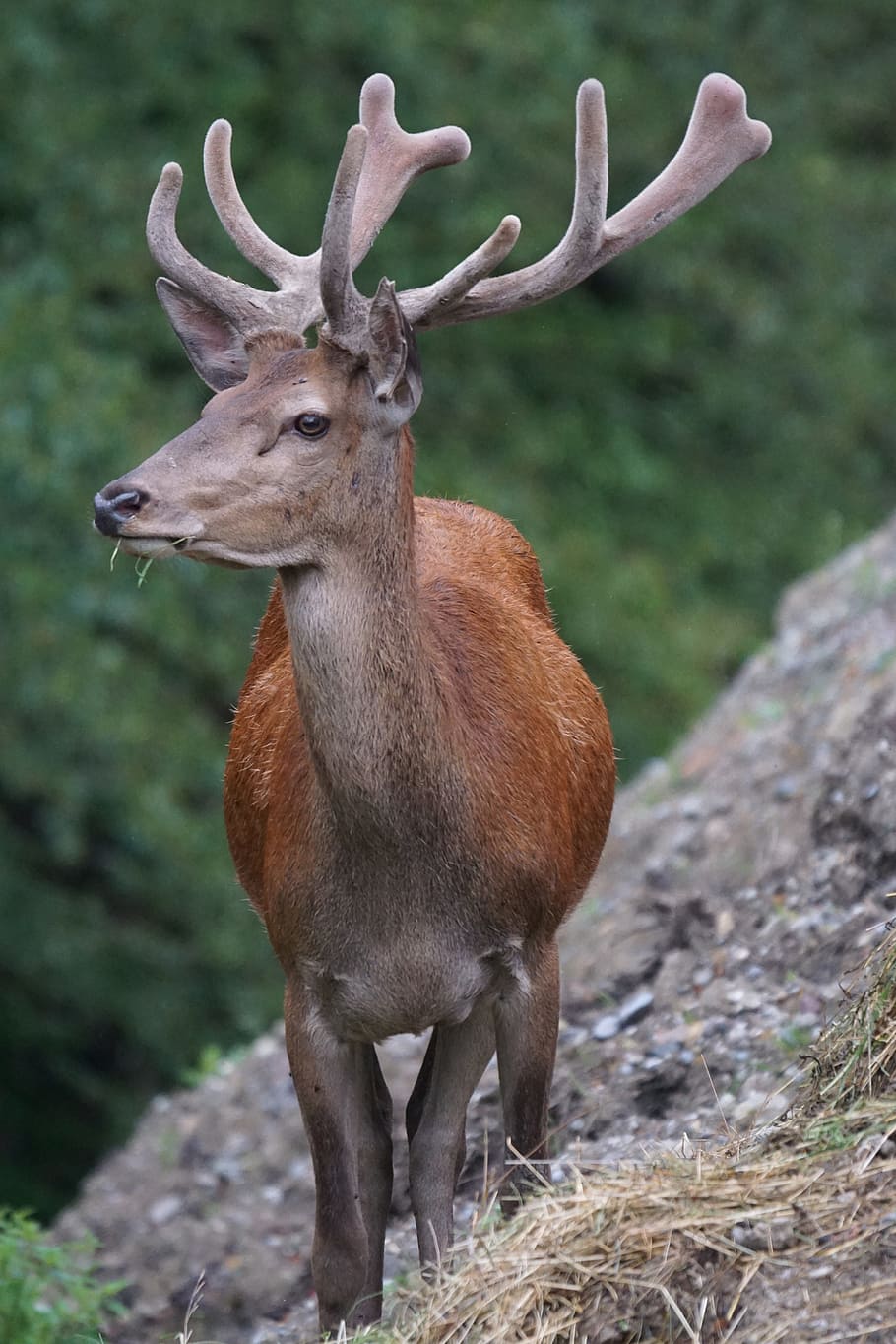 brown deer on brown rock formation during daytime, red deer, hirsch, HD wallpaper
