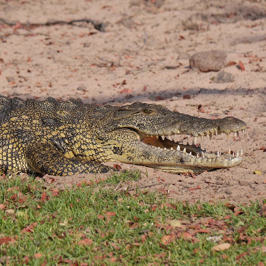 brown crocodile on brown surface, namibia, animals, safari HD wallpaper