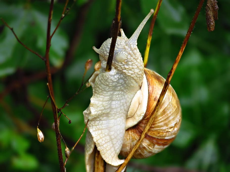 snail, bush, close-up, plant, focus on foreground, animal wildlife HD wallpaper