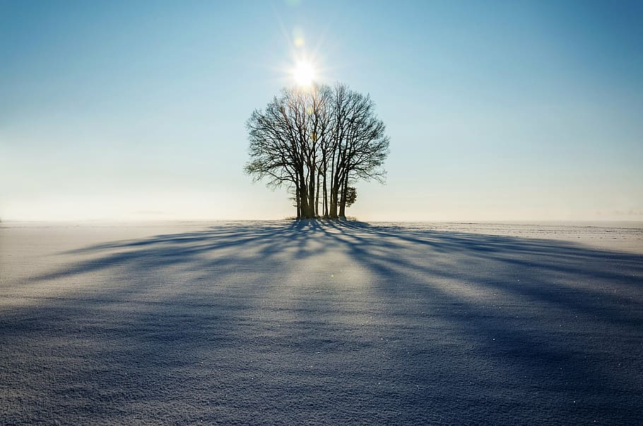 photo of bare tree during daytime, winter, landscape, lonely HD wallpaper