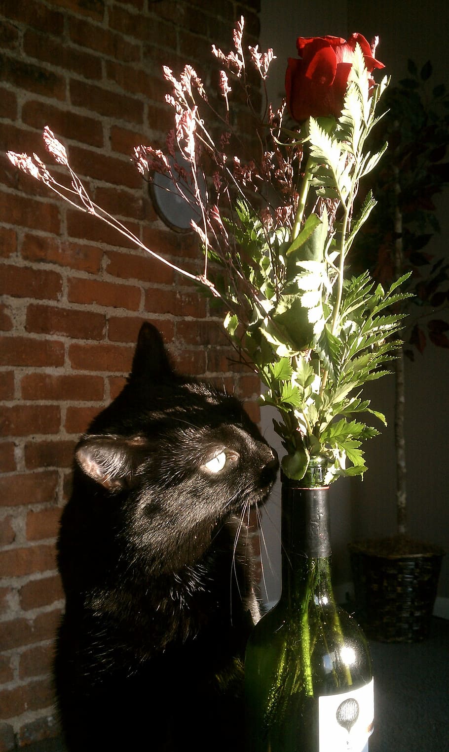 cat, vase, rose, animal themes, mammal, one animal, pets, domestic HD wallpaper
