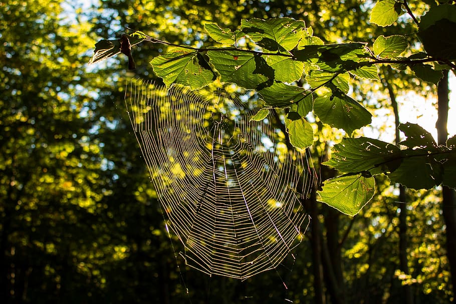 nature, leaf, tree, plant, wood, cobweb, focus on foreground HD wallpaper