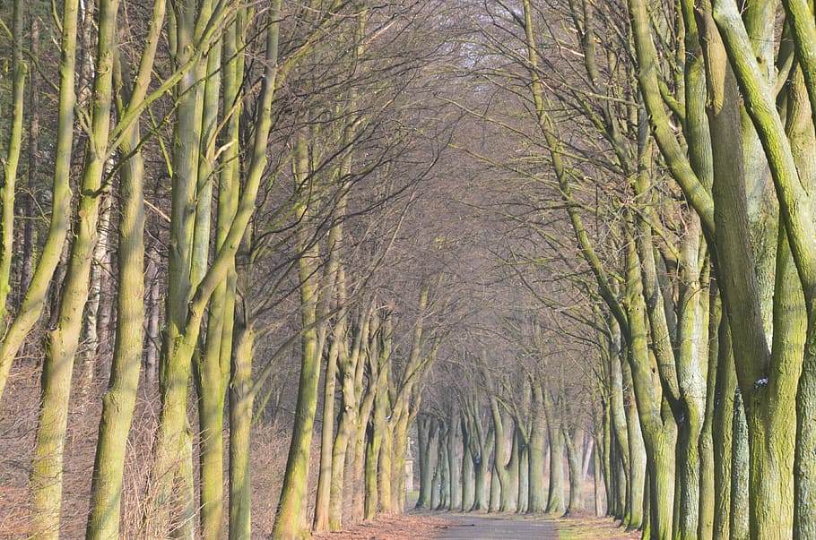 narrow road between leafless trees graphic wallpaper, brown soil HD wallpaper