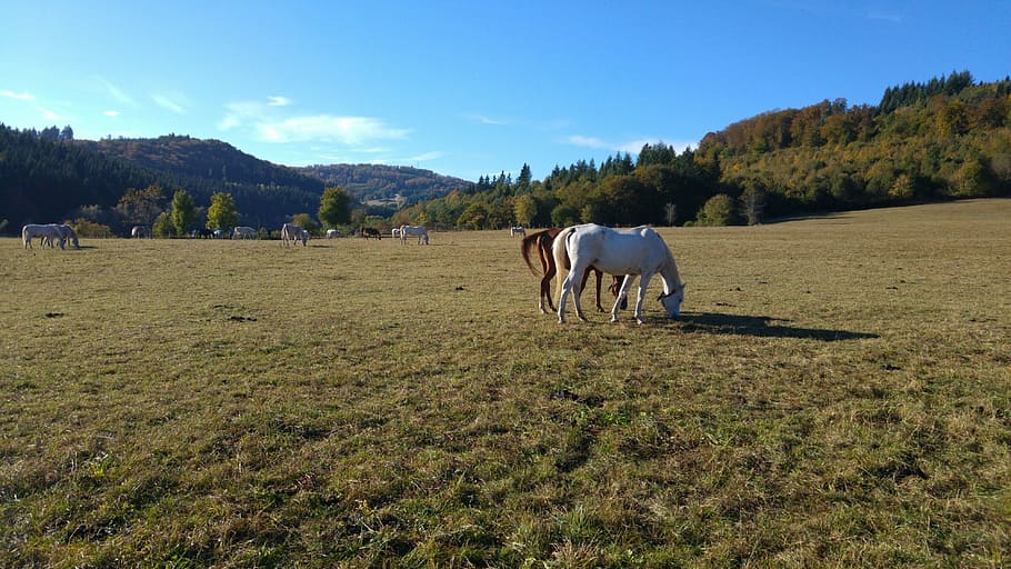 Stud, Marbach, Mares, animal, mammal, tree, animal themes, mountain HD wallpaper