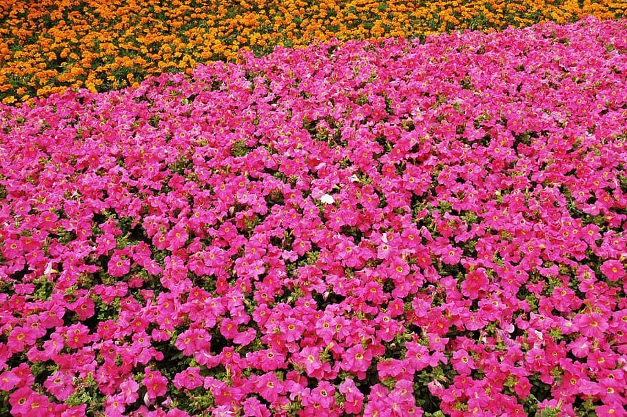 flowers, pink, orange, spring, nature, floral, blossom, fields HD wallpaper