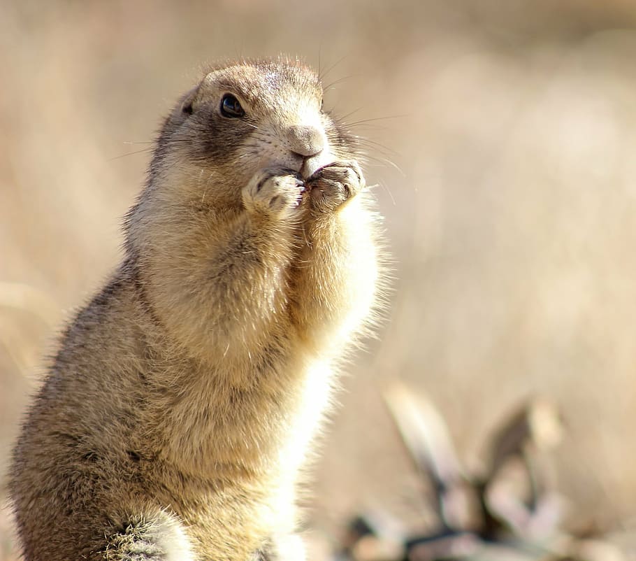 shallow focus photography of brown and white animal, prairie dog, HD wallpaper