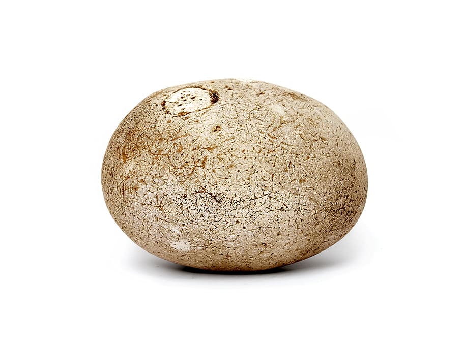pebble, stone, cobble, white background, cut out, studio shot HD wallpaper