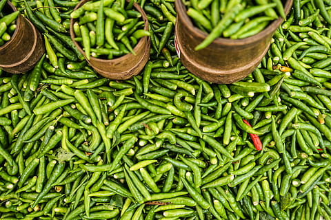 green chilly, chilies inside cups, chilli, red, pepper, plant HD wallpaper