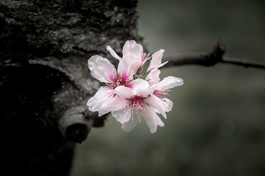 pink flowers, spring, nature, purple flowers, rosa, bianca HD wallpaper
