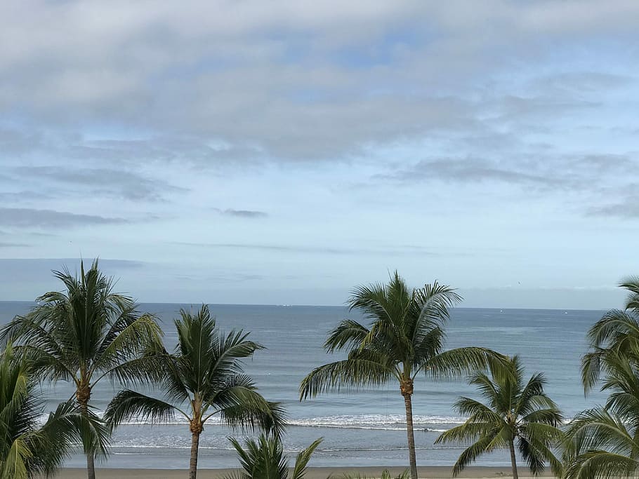 green coconut trees on seashore under white clouds and blue sky, green palm trees on seashore HD wallpaper