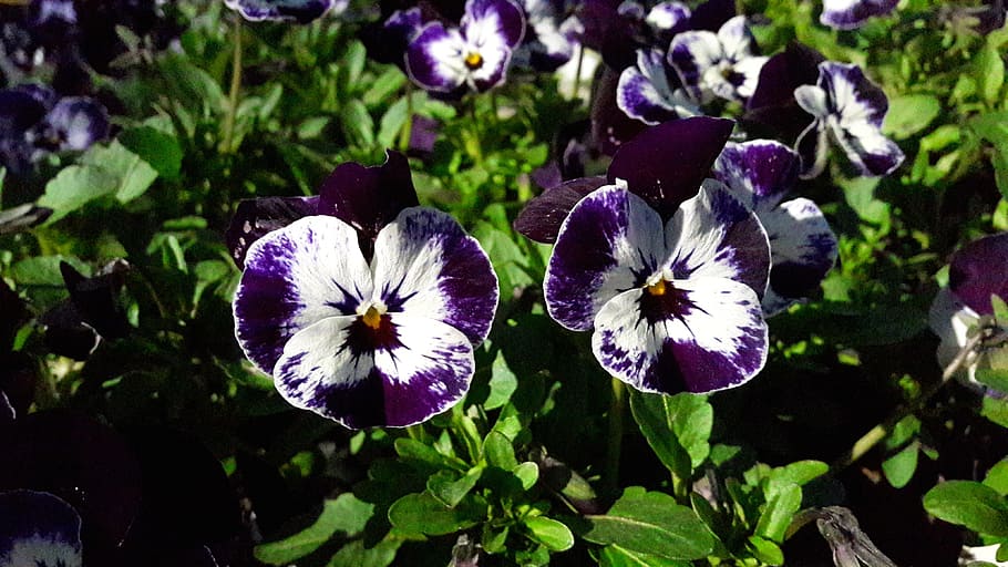 pansies, pansy, blue, white, plant, flower, flowers, early summer HD wallpaper