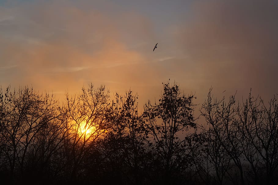 Sunset, Timber, sky, nature, bird, silhouette, animal wildlife HD wallpaper