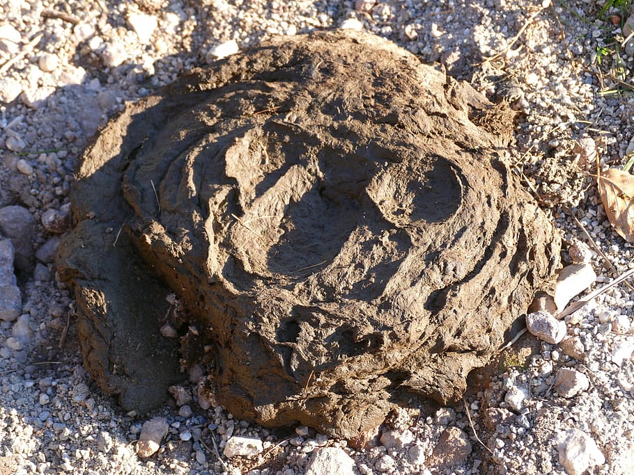 Crap, Cow Dung, day, no people, animals in the wild, nature HD wallpaper