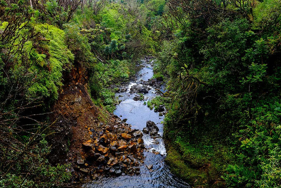 green trees, river, water, rocks, grass, nature, plant, outdoor HD wallpaper