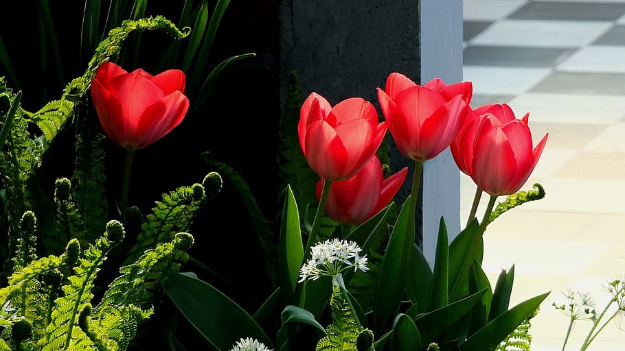Tulips, Red, Flowers, Spring, red tulips, april, spring flowers