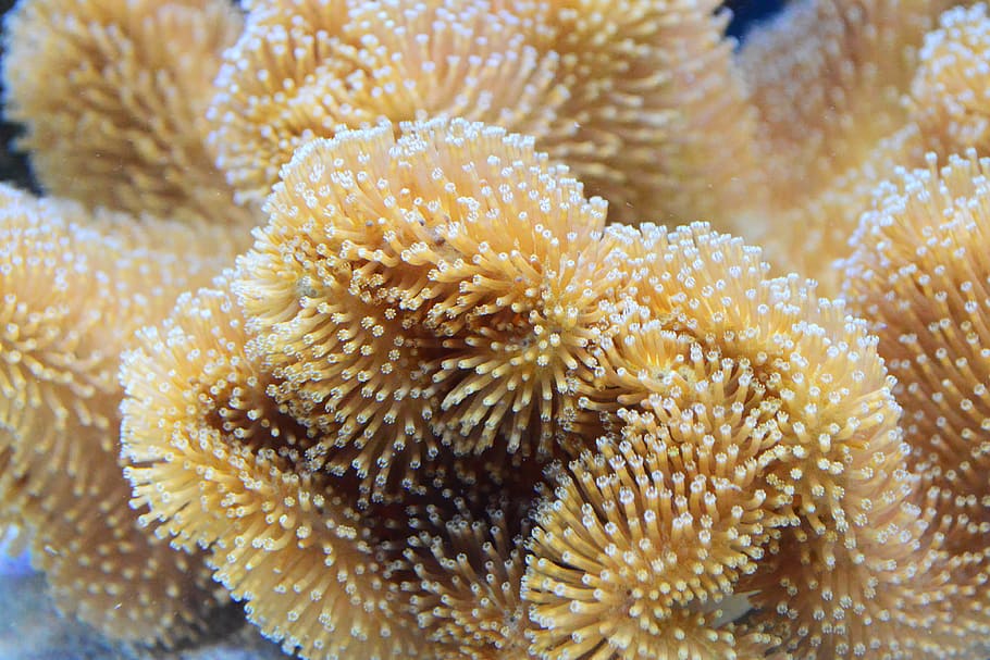underwater photography of beige anemone, coral, reef, toadstool HD wallpaper