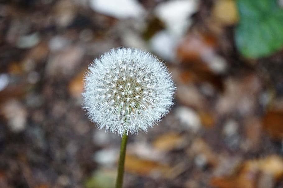 light, nature, summer, garden, bloom, blooming, blossom, blur HD wallpaper