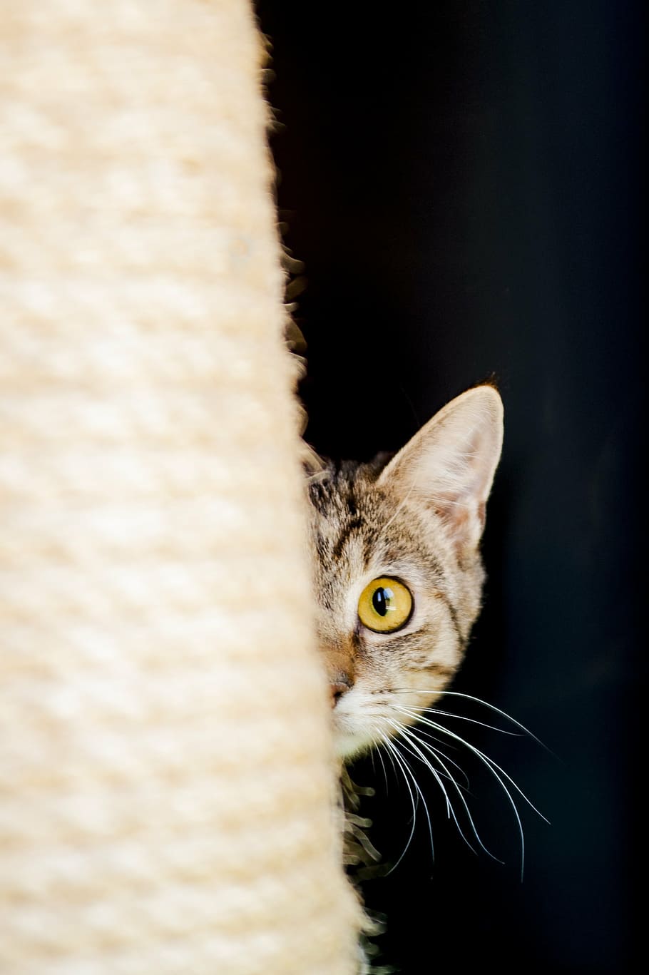 cat, curious cat, young cat, domestic Cat, pets, animal, kitten HD wallpaper