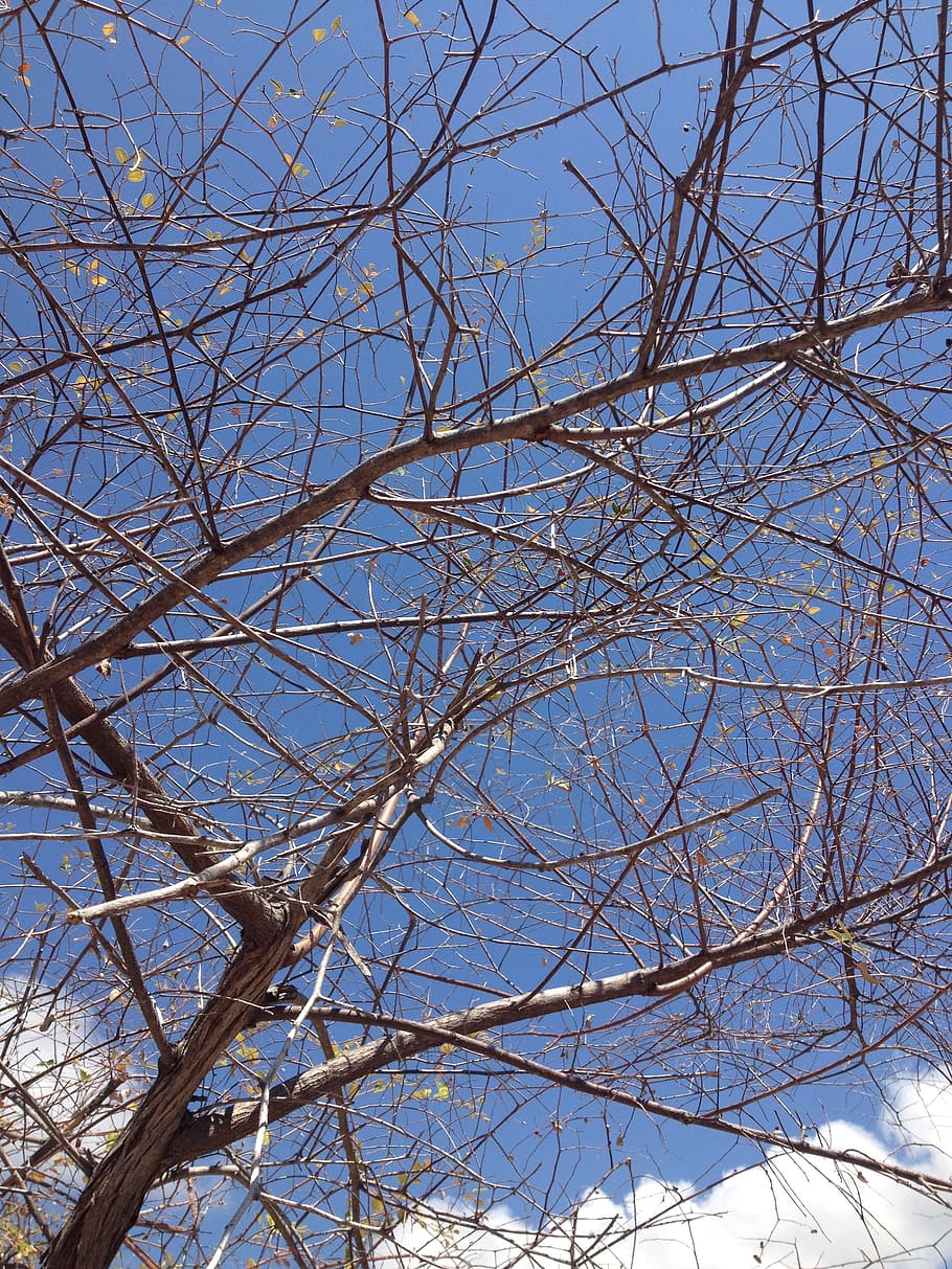 trees, nature, branch, sky, low angle view, bare tree, plant HD wallpaper