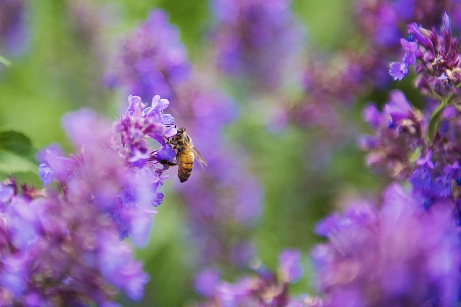 Selective Focus Photography of Honey Bee on Lavender, bloom, blooming HD wallpaper