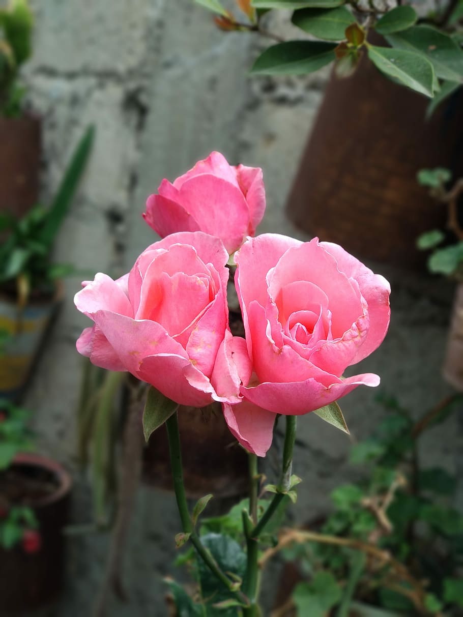 pink roses, flowers, plant, flowering plant, pink color, beauty in nature HD wallpaper