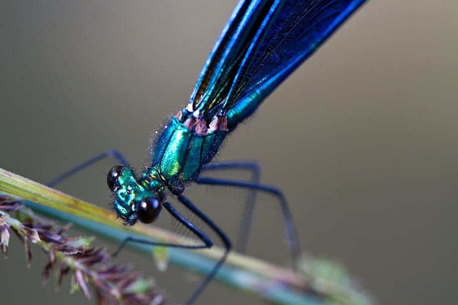 virgin, insect, blue, beautiful, color, dragonfly, macro, nature HD wallpaper