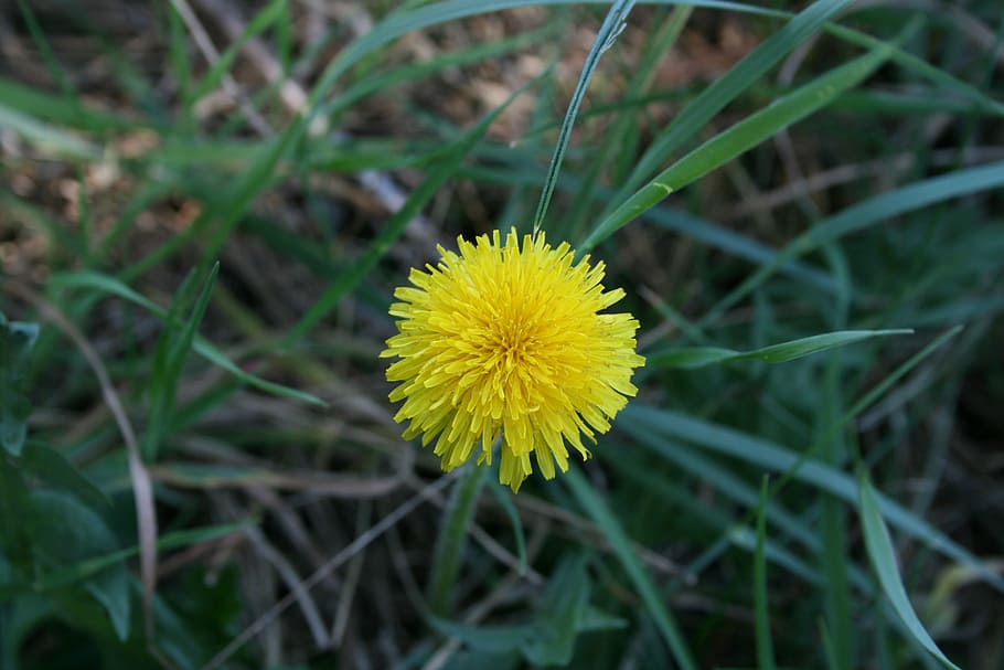 flower, spring, nature, spring flower, spring flowers, floral HD wallpaper