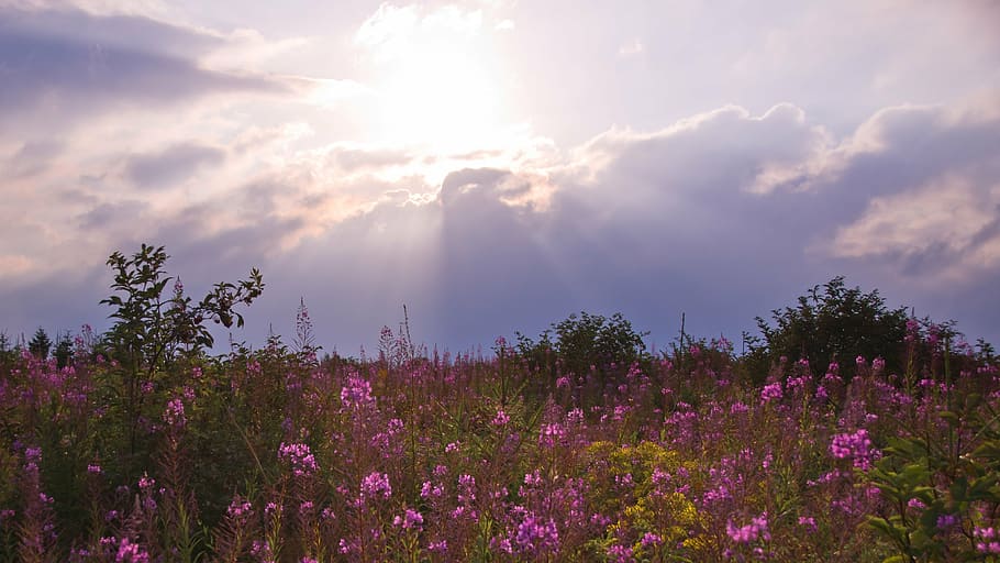 meadow, sunset, flower meadow, back light, nature, landscape HD wallpaper