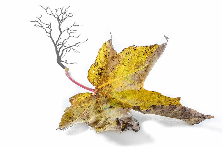Autumn, Tree, Branch, Branches, Leaf, leaves, yellow, nest HD wallpaper