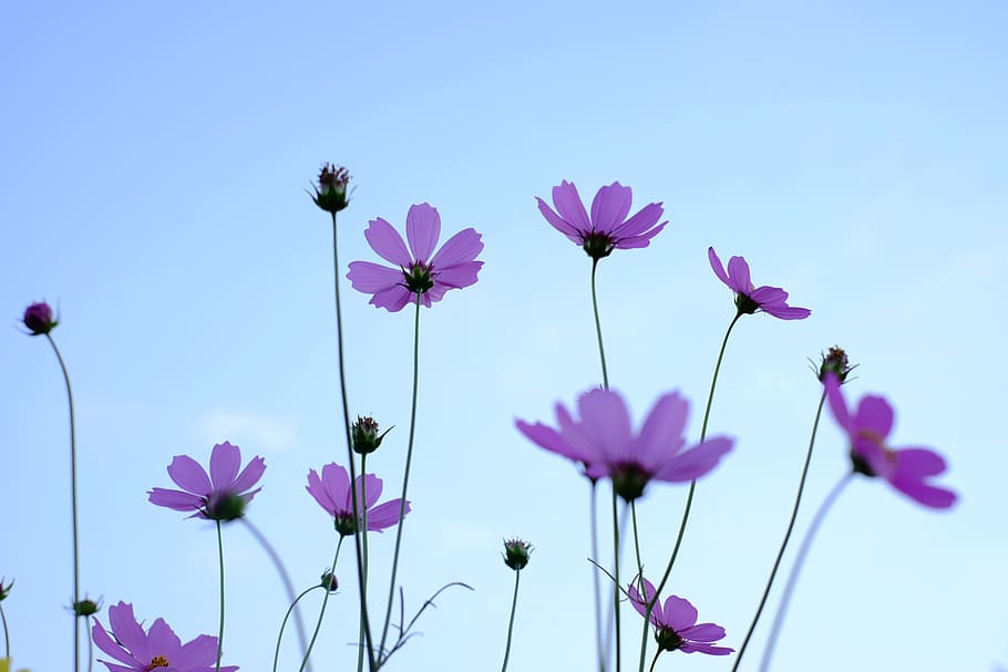 flower, cosmos, fresh, flowering plant, beauty in nature, freshness HD wallpaper