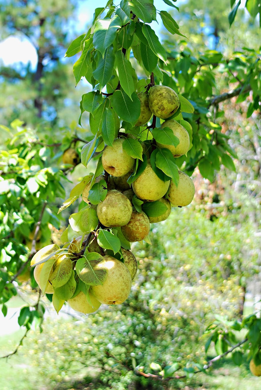 fruit, pears, freshness, tree, colorful, sweet, nature, growth HD wallpaper