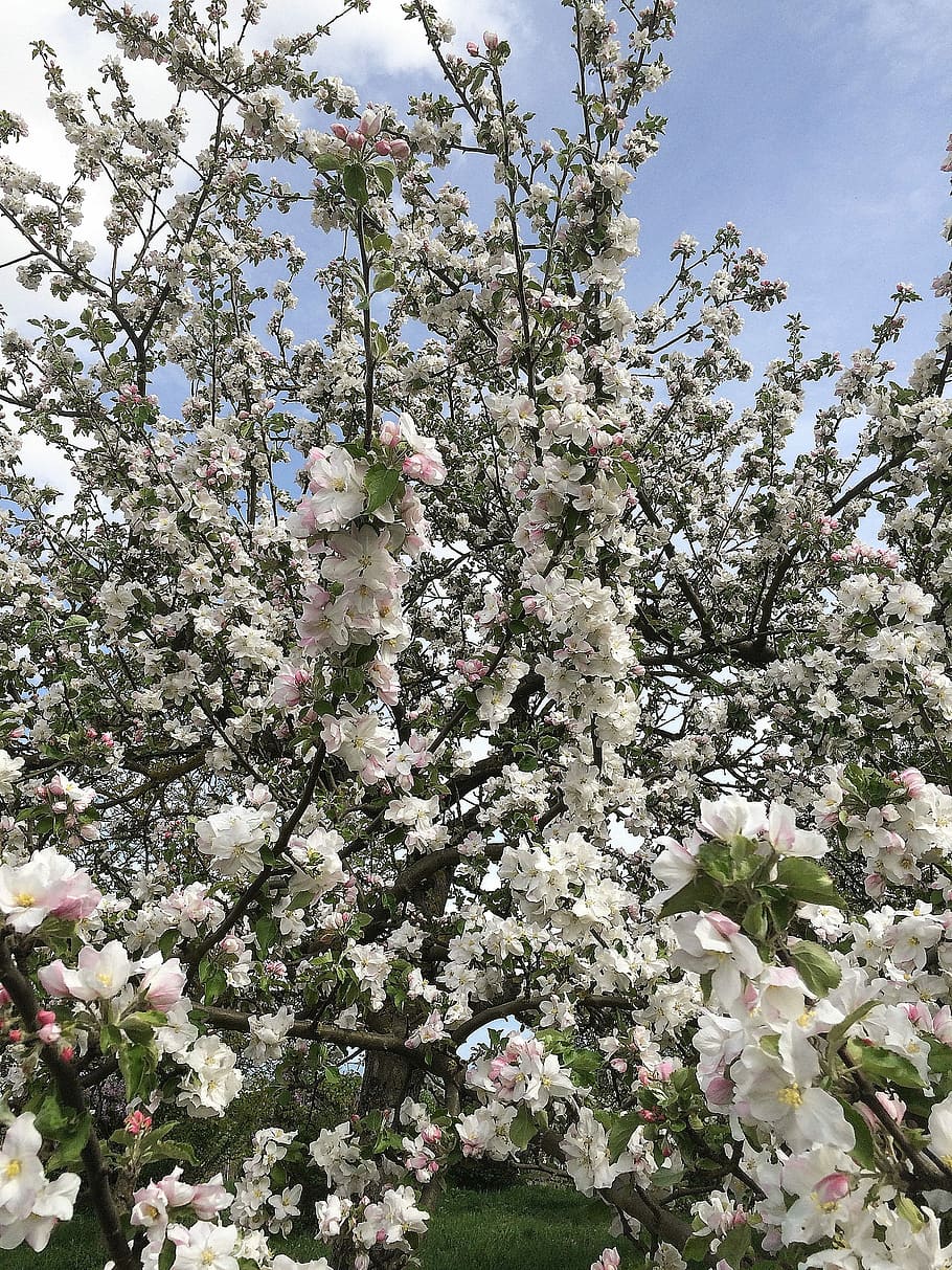 Spring, Blossom, Bloom, Close, Nature, apple tree, flower, fragility HD wallpaper