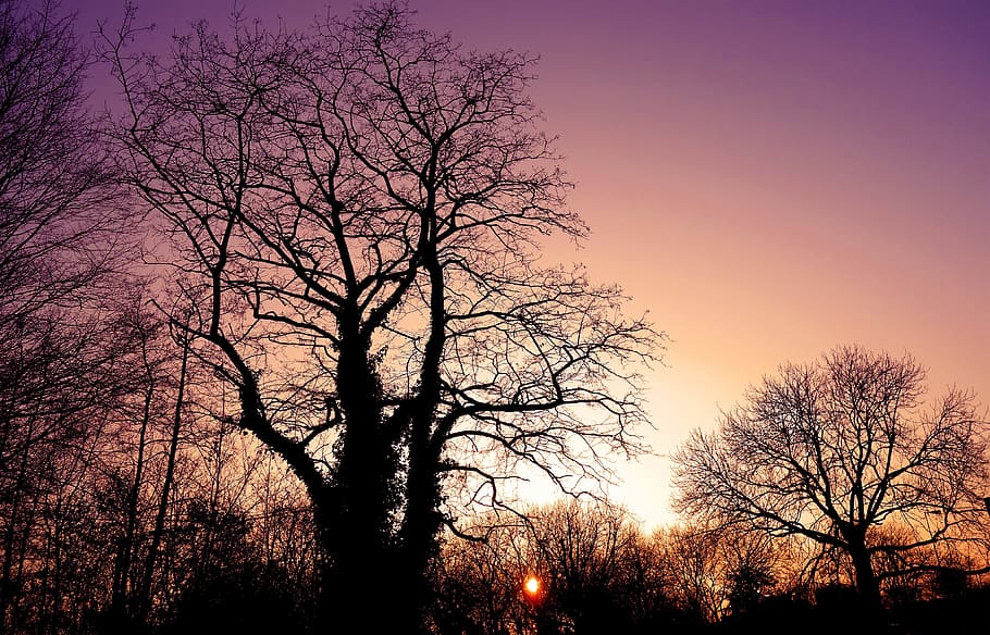 sunset, sunset skies, silhouette, tree, branch, bare branch HD wallpaper