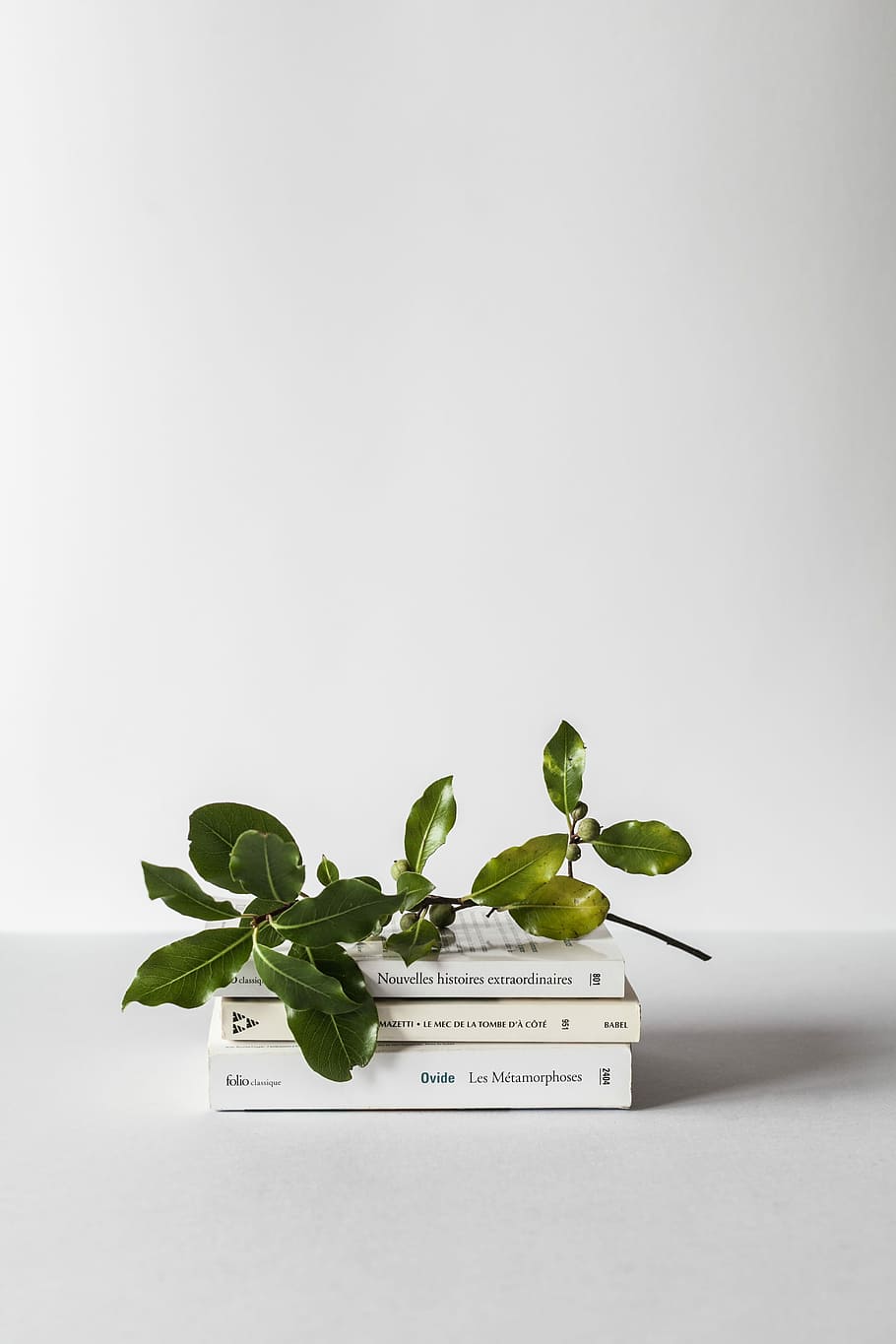 green leafed plant, green leaf, foliage, book, white, plant part HD wallpaper