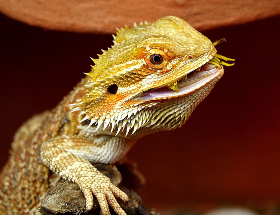 selective focus photography of pogona lizard, bearded dragon, HD wallpaper