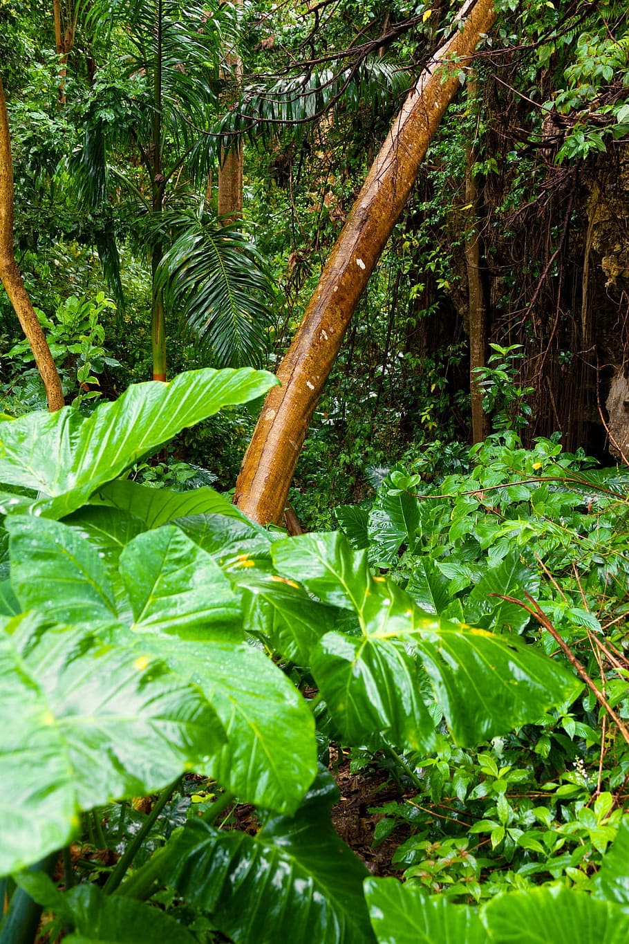 taro plant near palm tree, background, dense, environment, flora HD wallpaper