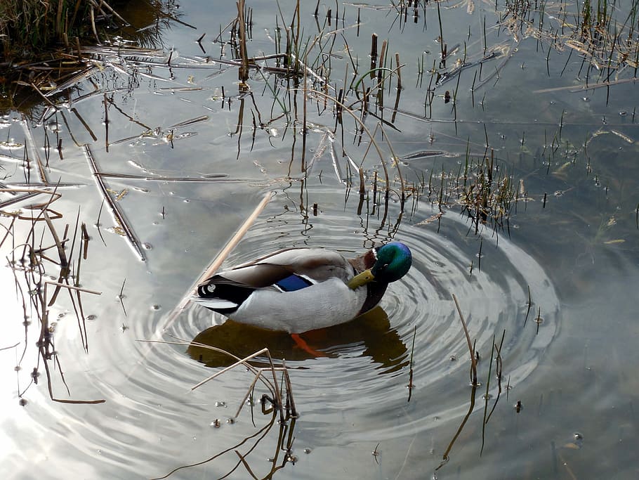 Duck, Bird, Nature, Ducks, Poultry, plumage, feather, grass HD wallpaper
