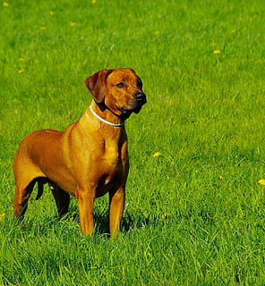 dog, ridgeback, rhodesian, grass, one animal, canine, animal themes HD wallpaper