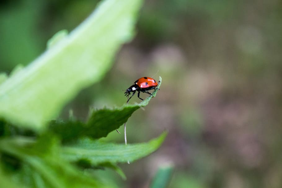 Ladybug, Nature, Spring, Natural, Summer, insect, wildlife HD wallpaper