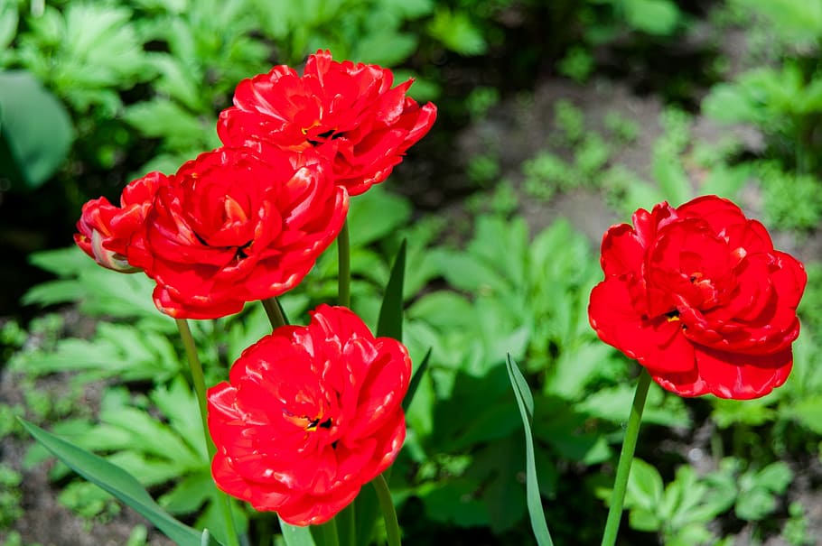 flowers, tulips, spring, spring flowers, handsomely, red, red tulips HD wallpaper