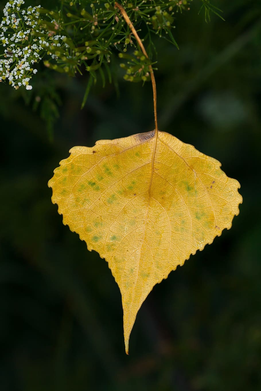 tree, leaf, leaves, autumn, yellow, plant part, close-up, no people HD wallpaper