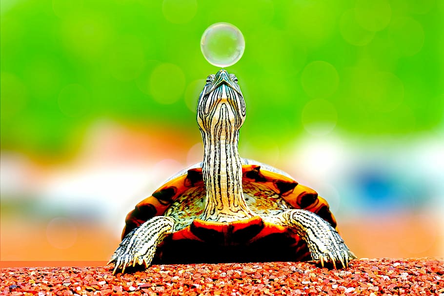 selective focus photography of turtle near bubble, animal, cute