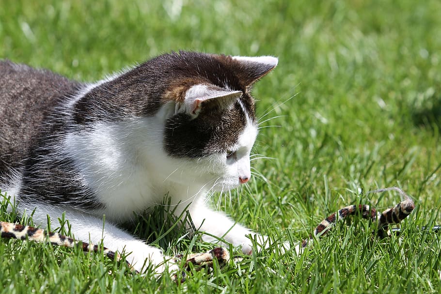cat, pet, mackerel, adidas, grass, cat plays, wildlife photography HD wallpaper