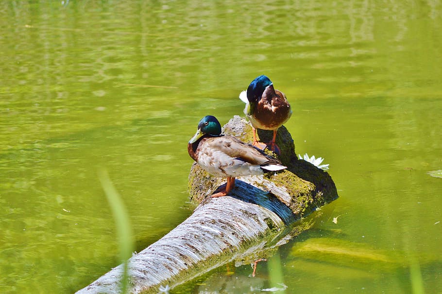 ducks, waterfowl, bird, poultry, animal, drake, duck bird, pond HD wallpaper