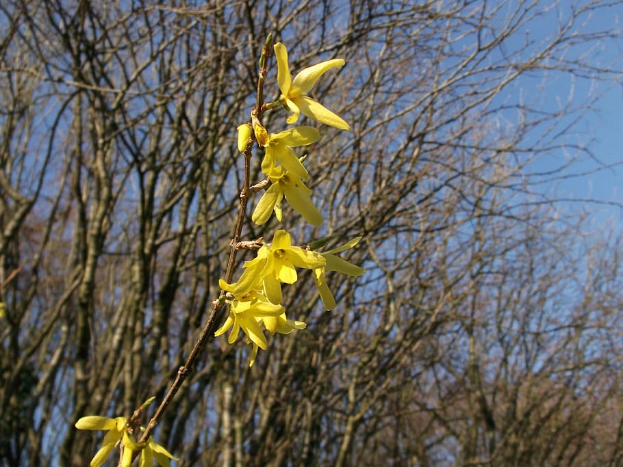 forsythia, ornamental shrub, golden bells, spring, yellow, low angle view, HD wallpaper